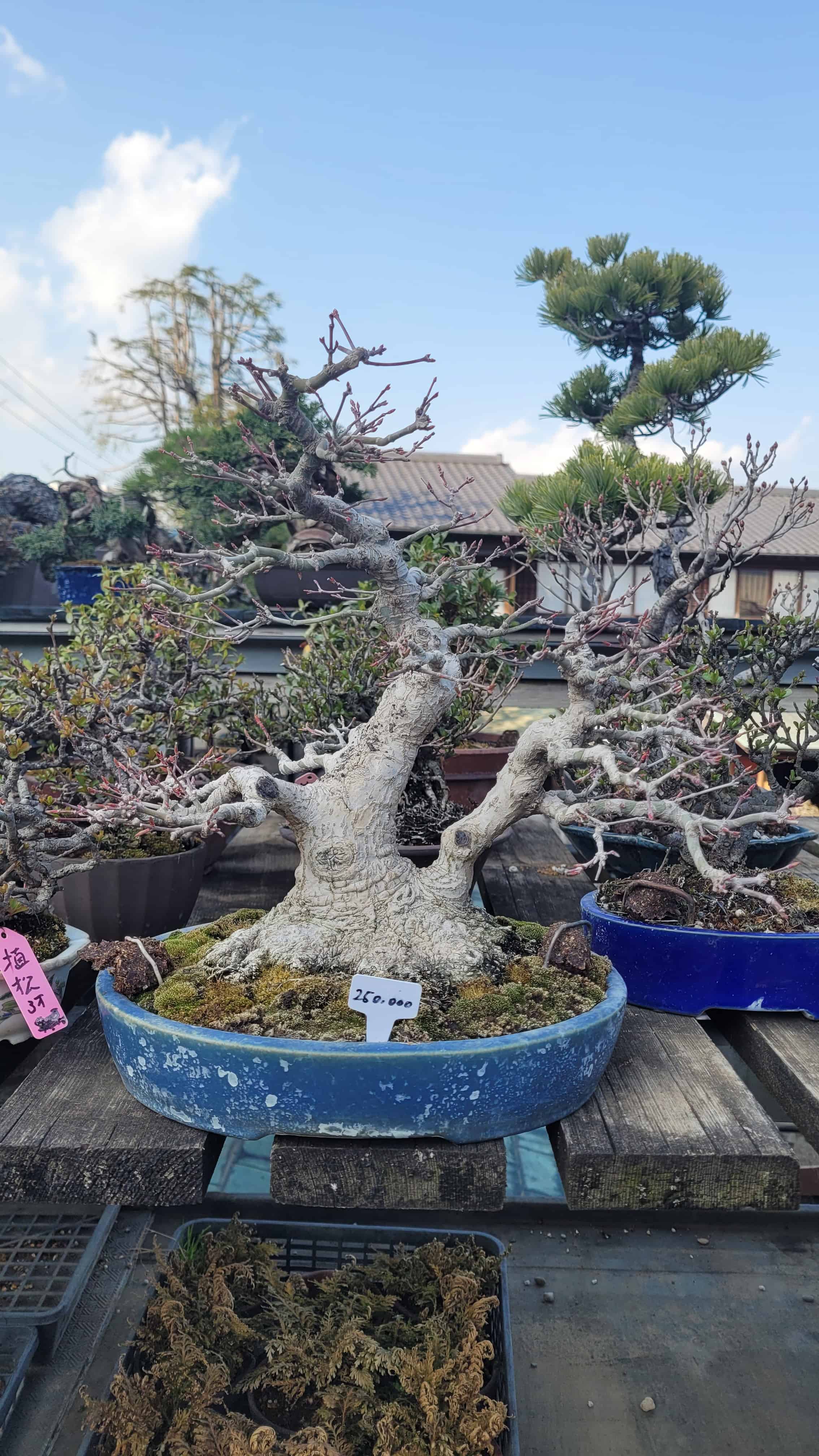 A maple bonsai tree from kobayashi in Japan